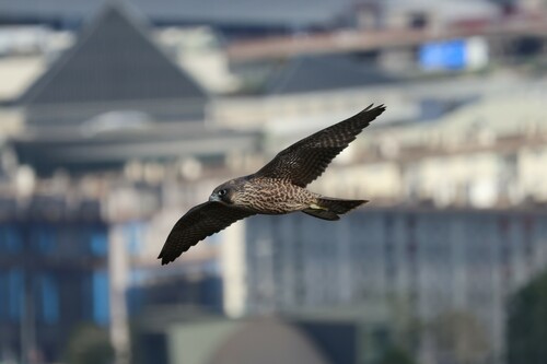 Halcón peregrino (Falco peregrinus)