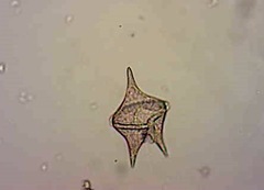 Protoperidinium oceanicum