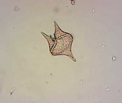Protoperidinium oceanicum