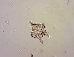 Protoperidinium oceanicum
