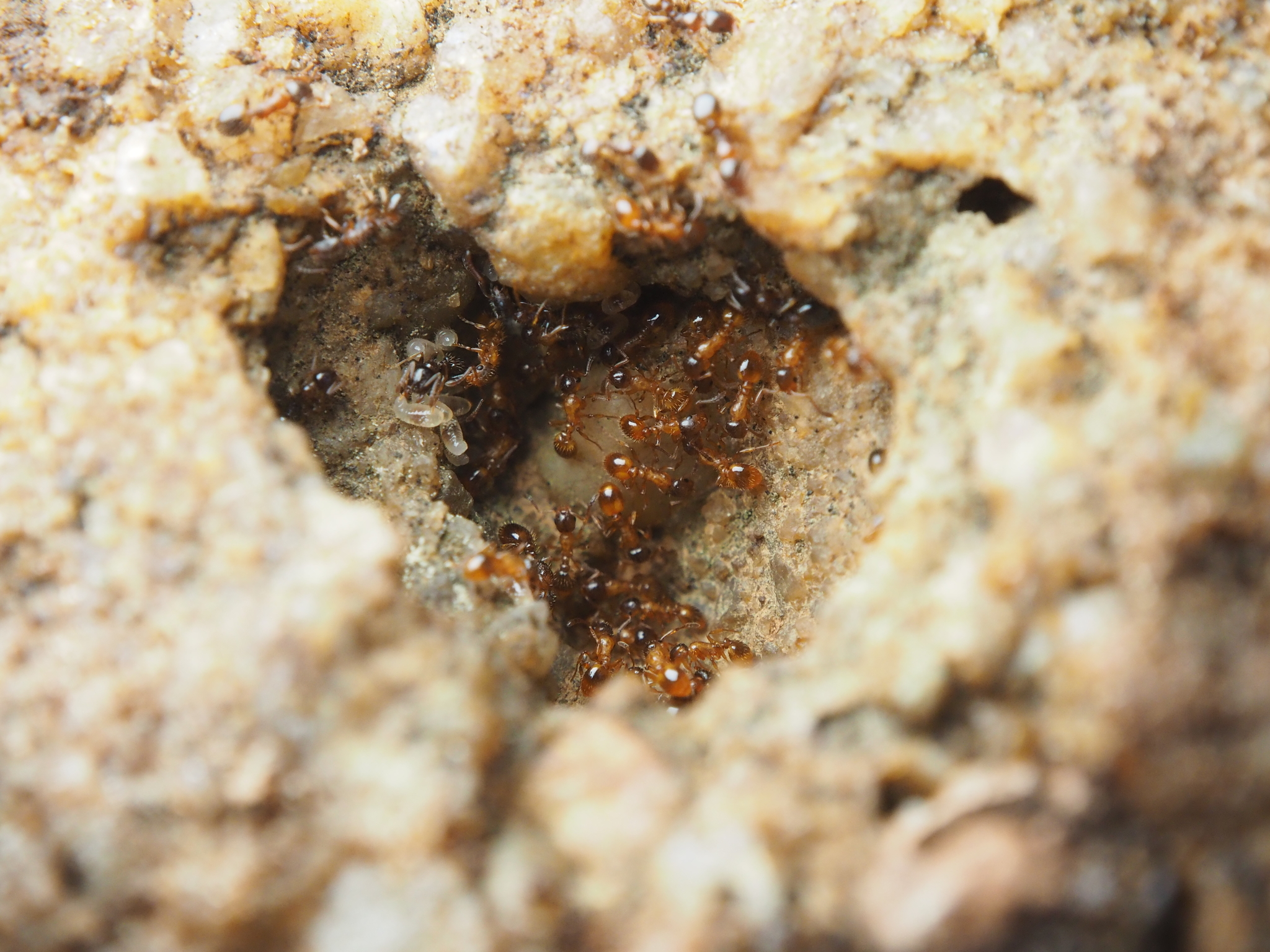 Temnothorax bernardi