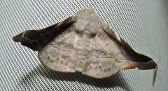 Oenochroma turneri