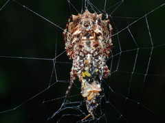Acanthepeira stellata