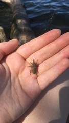 Sphenophorus aequalis