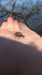 Sphenophorus aequalis