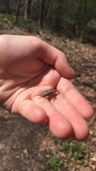 Sphenophorus aequalis