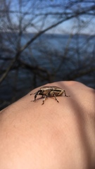 Sphenophorus aequalis