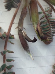 Astragalus