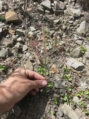 Verbena hispida
