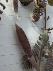 Astragalus
