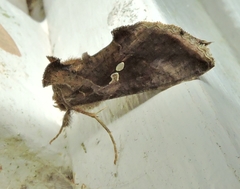 Chrysodeixis subsidens