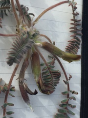 Astragalus
