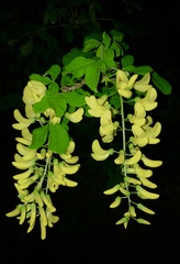 Laburnum anagyroides