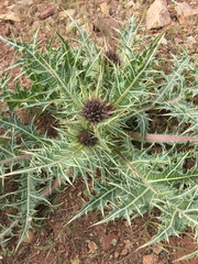 Asteraceae