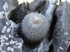 Epithelantha unguispina