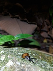 Quantula striata