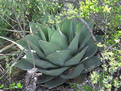 Agave ovatifolia