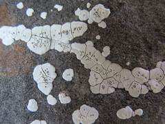 Acarospora epilutescens