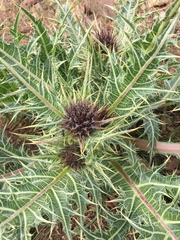 Asteraceae