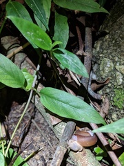 Quantula striata