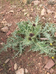 Asteraceae