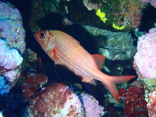 Blue Lined Squirrelfish