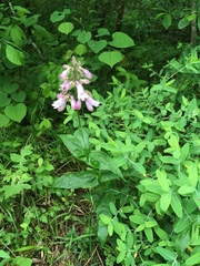 Penstemon calycosus