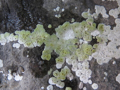 Acarospora epilutescens