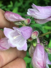 Penstemon calycosus