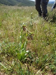 Fritillaria agrestis