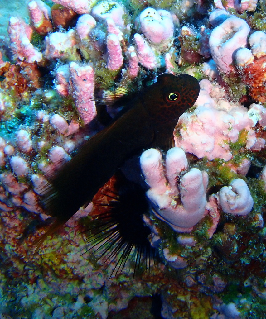 Red-streaked blenny