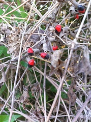 Rhynchosia precatoria