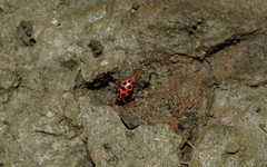 Coleomegilla maculata