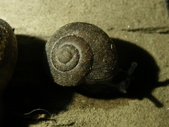 Helminthoglypta petricola