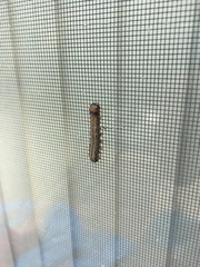 Litoprosopus futilis