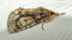 Zalissa catocalina
