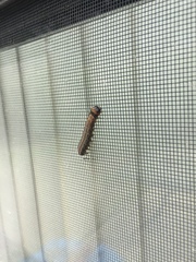 Litoprosopus futilis