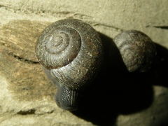 Helminthoglypta petricola