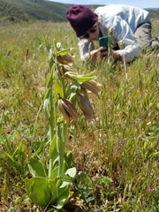 Fritillaria agrestis