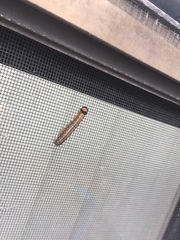 Litoprosopus futilis