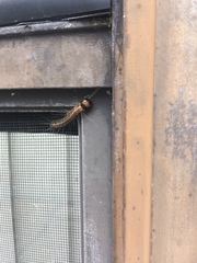 Litoprosopus futilis