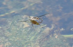 Trepobates subnitidus