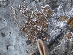 Squamulea galactophylla