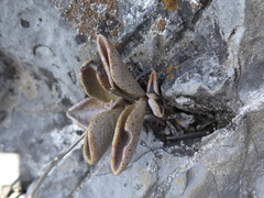 Lenophyllum guttatum