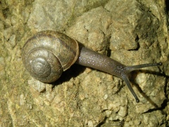 Helminthoglypta petricola