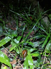 Quantula striata