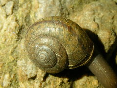 Helminthoglypta petricola