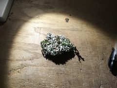 Cladonia mateocyatha