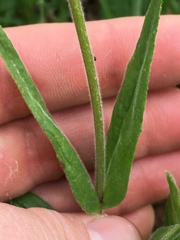 Penstemon tenuiflorus