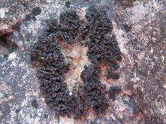 Enchylium polycarpon